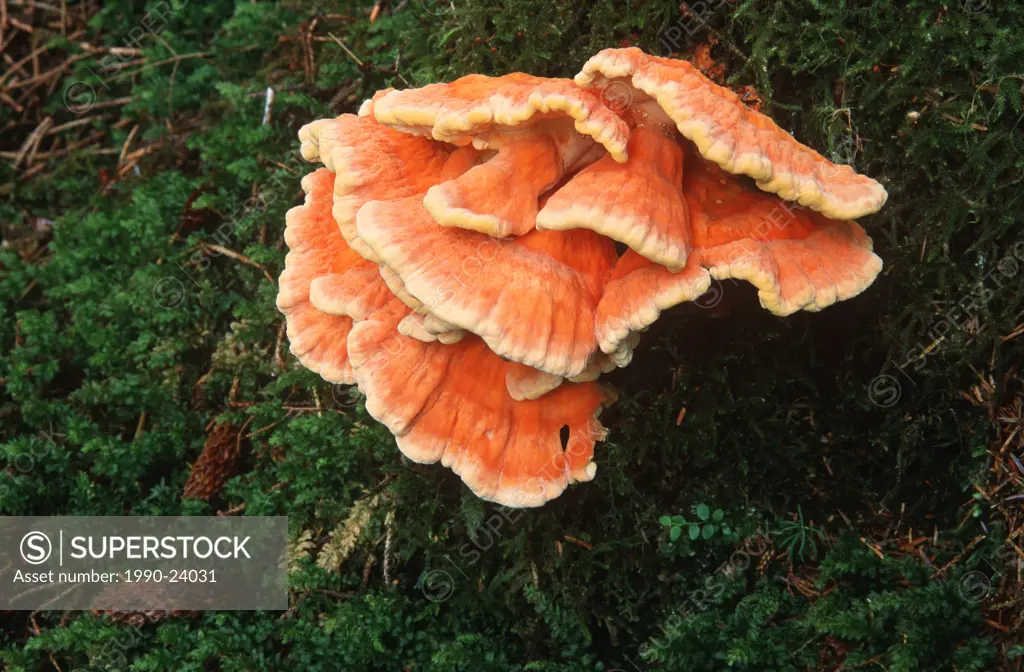 Queen Charlotte Islands - Hadia Gwaii - forest fungus, British Columbia, Canada
