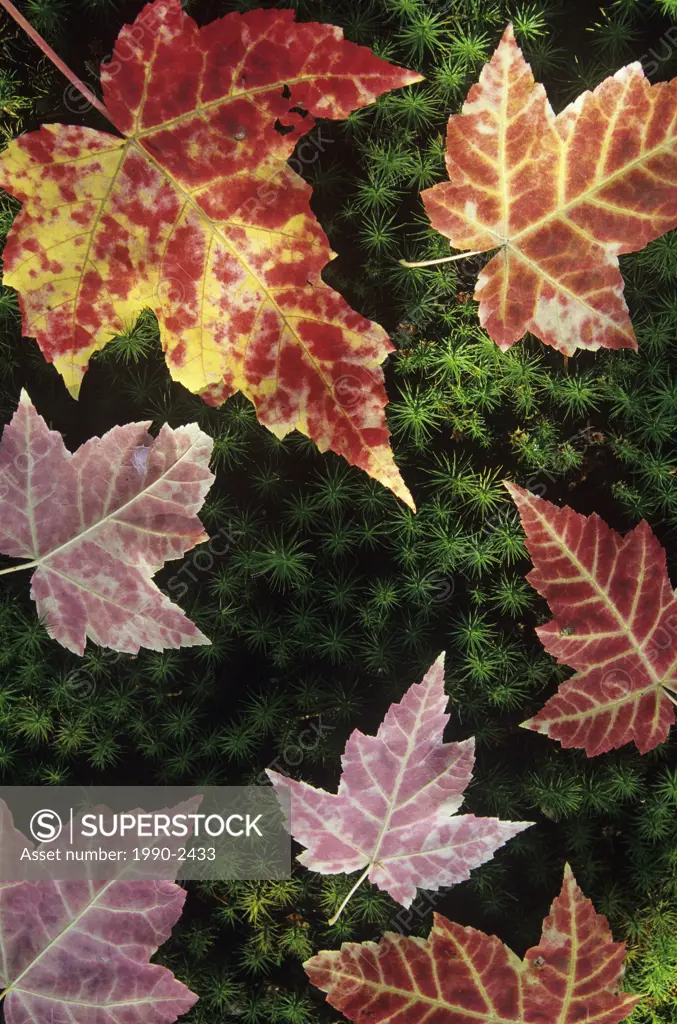 Maple leaves on moss, tilton lake, sudbury, ontario, Canada
