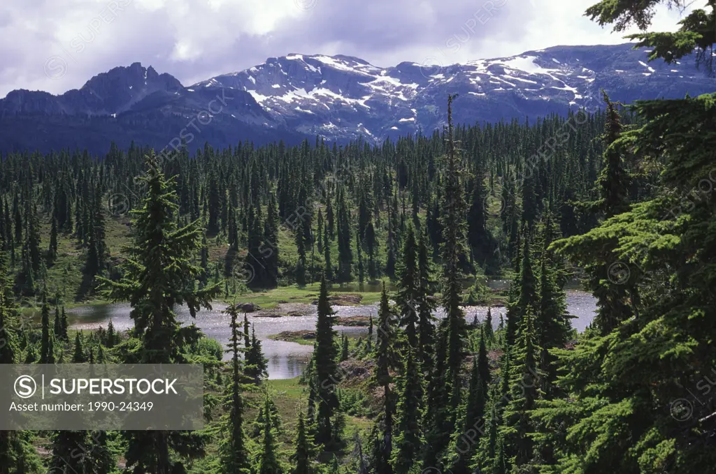 Strathcona Provincial Park, Forbidden Plateau, Vancouver Island, British Columbia, Canada