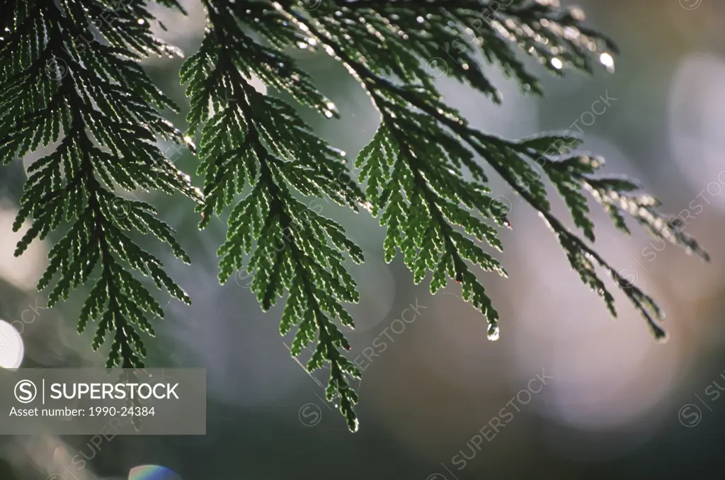 Western red Cedar Tree needles drip rain, British Columbia, Canada