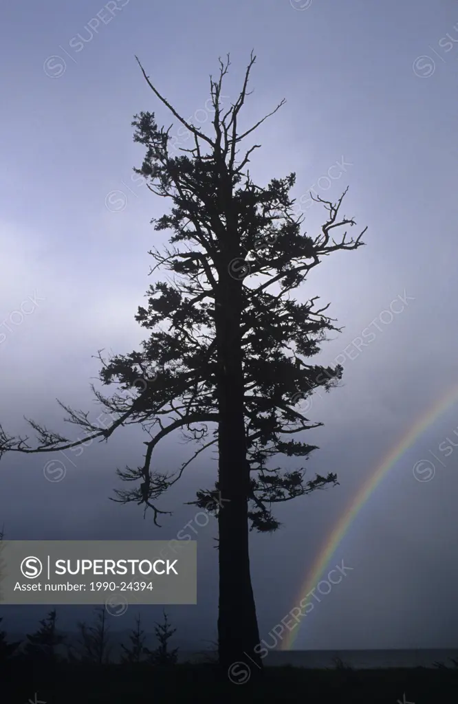 Quadra Island, douglas fir at Rebecca spit with rainbow, British Columbia, Canada