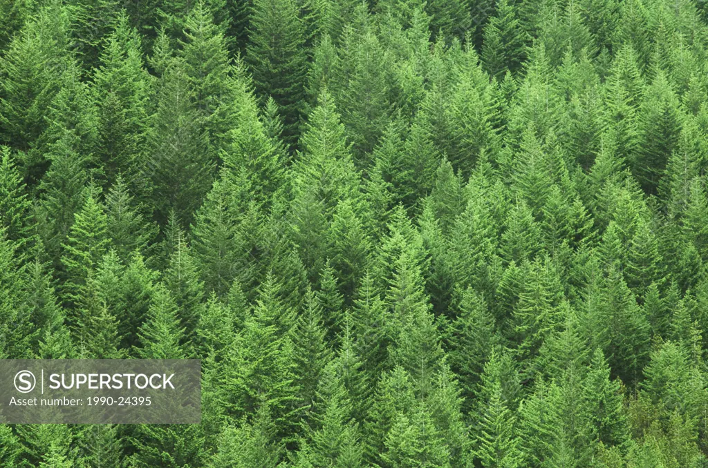 Reforested fir and hemlock trees on hillside, British Columbia, Canada