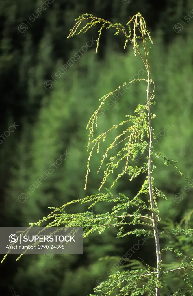 Young Hemlock tree leader, British Columbia, Canada