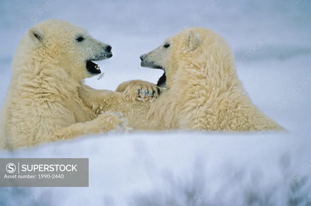 Polar bear cubs sparing, Churchill, Manitoba, Canada