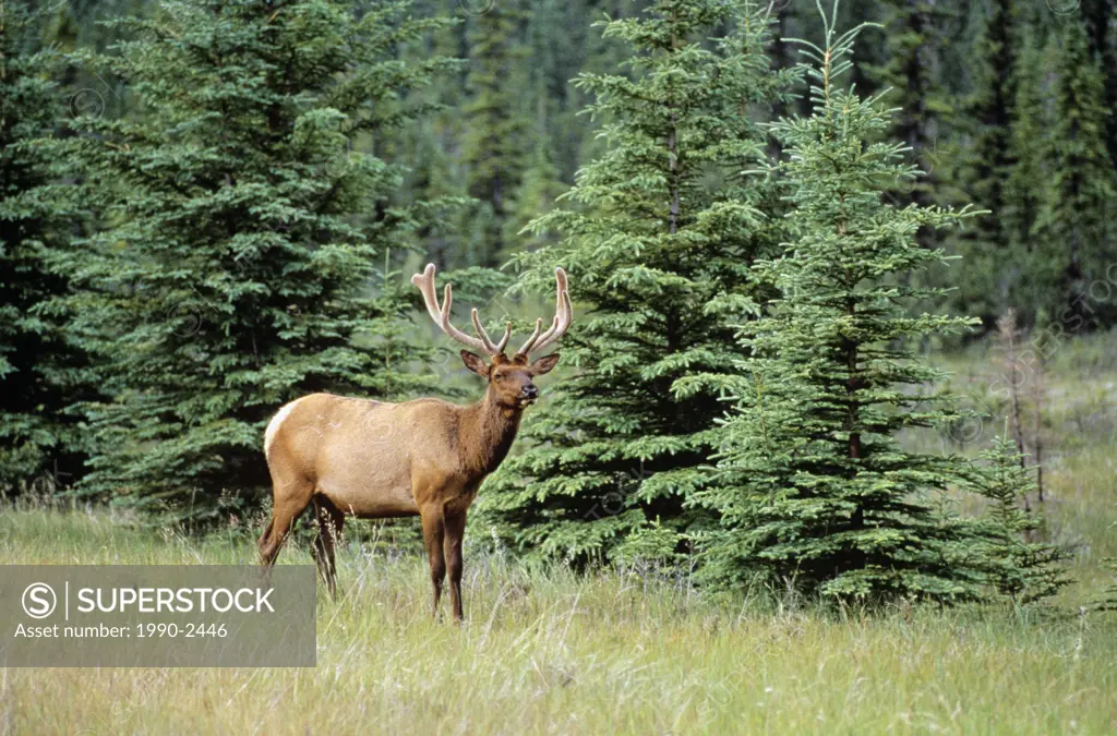 Bull elk, Canada