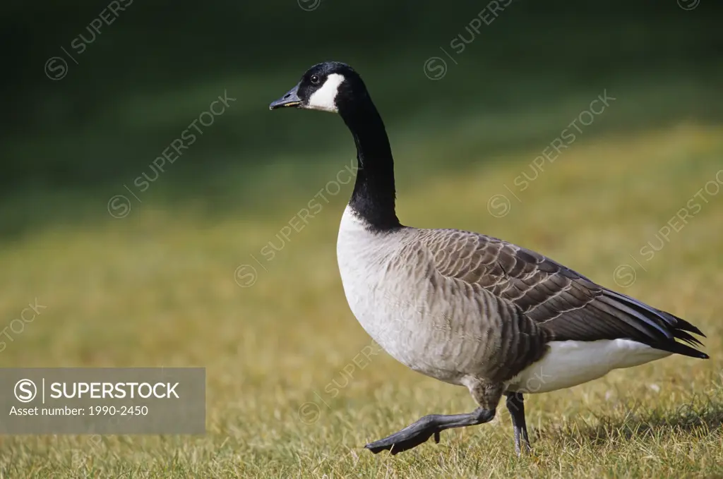 canada goose marching in field, Manitoba, Canada