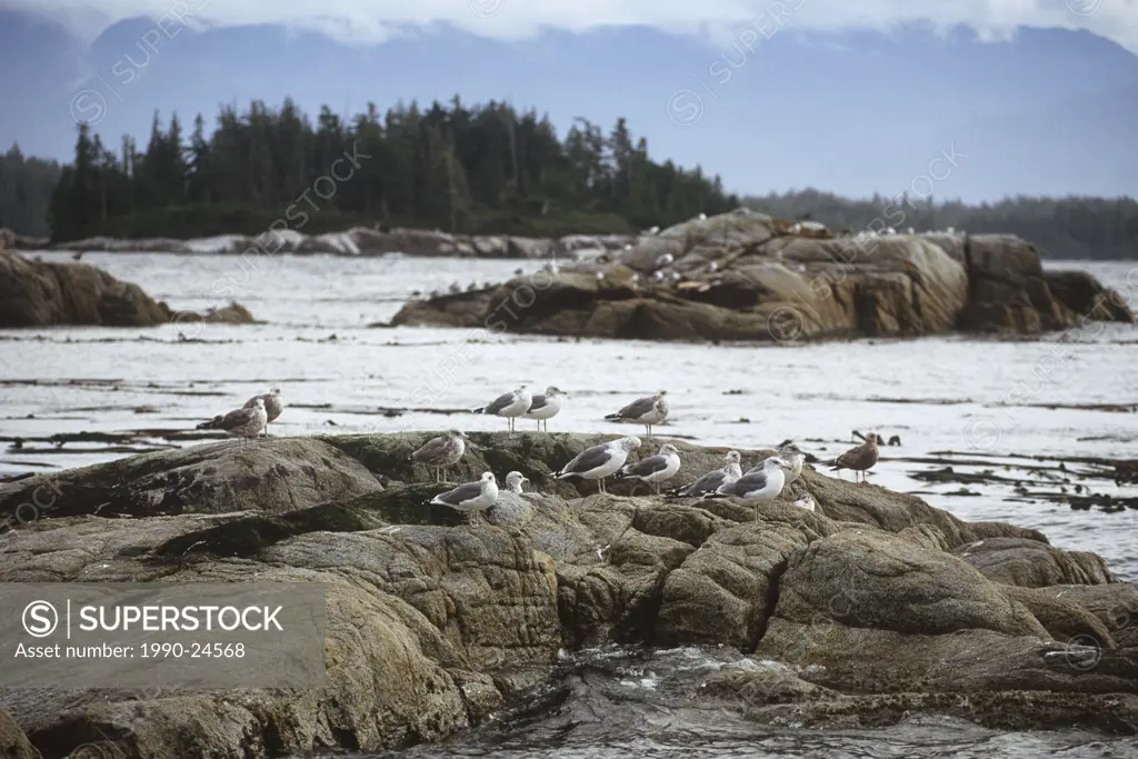 Broughton Archipelago, gulls on rocks, Vancouver Island, British Columbia, Canada