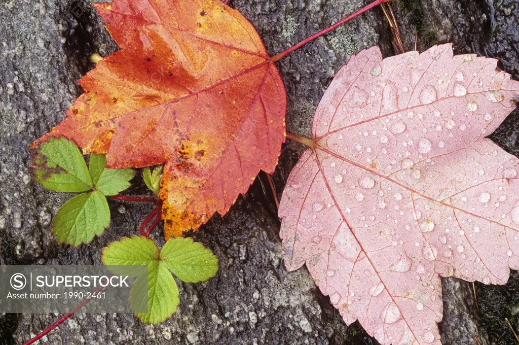Rain drops on red maple leaves, sioux narrows, ontario, Canada