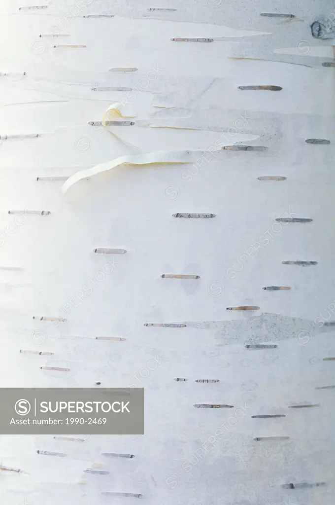white birch bark detail, sudbury, ontario, Canada