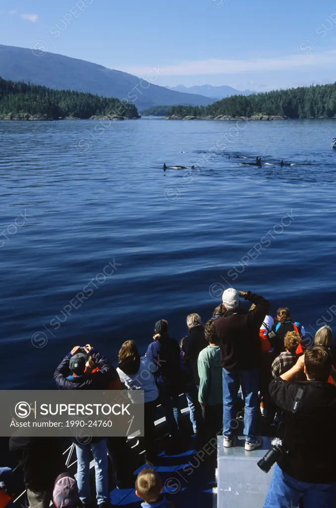 Telegraph Cove based whale watching / nature tour from boat M V  Lukwa, Vancouver Island, British Columbia, Canada