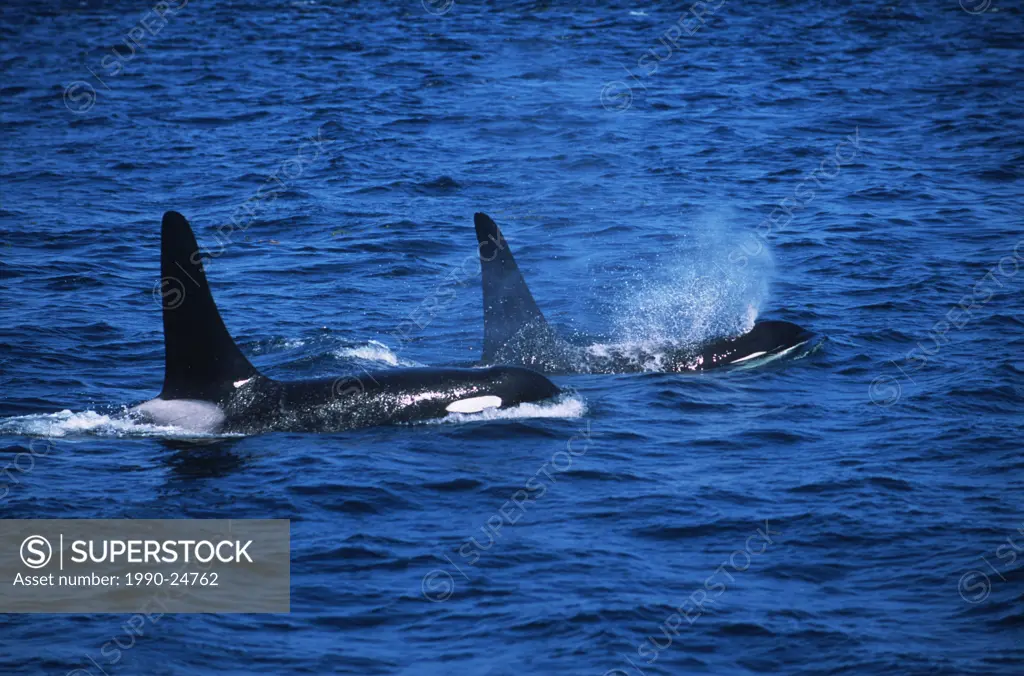 Johnstone Strait - 2 male orcinus orca Killer Whales, Vancouver Island, British Columbia, Canada