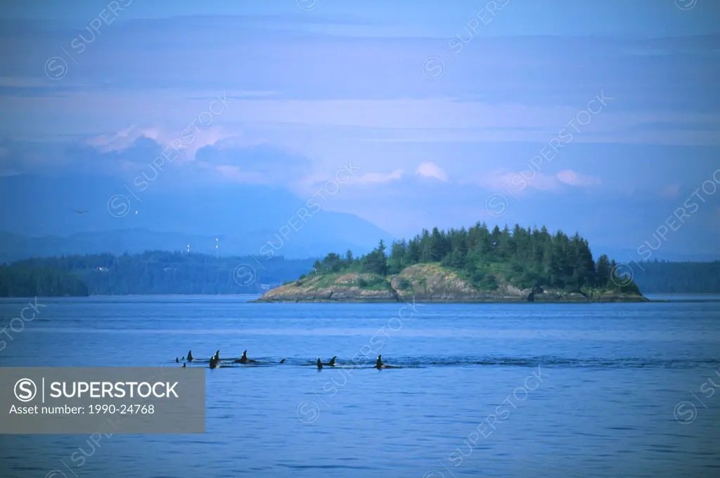 Johnstone Strait - large group of orcinus orca Killer Whales, Vancouver Island, British Columbia, Canada