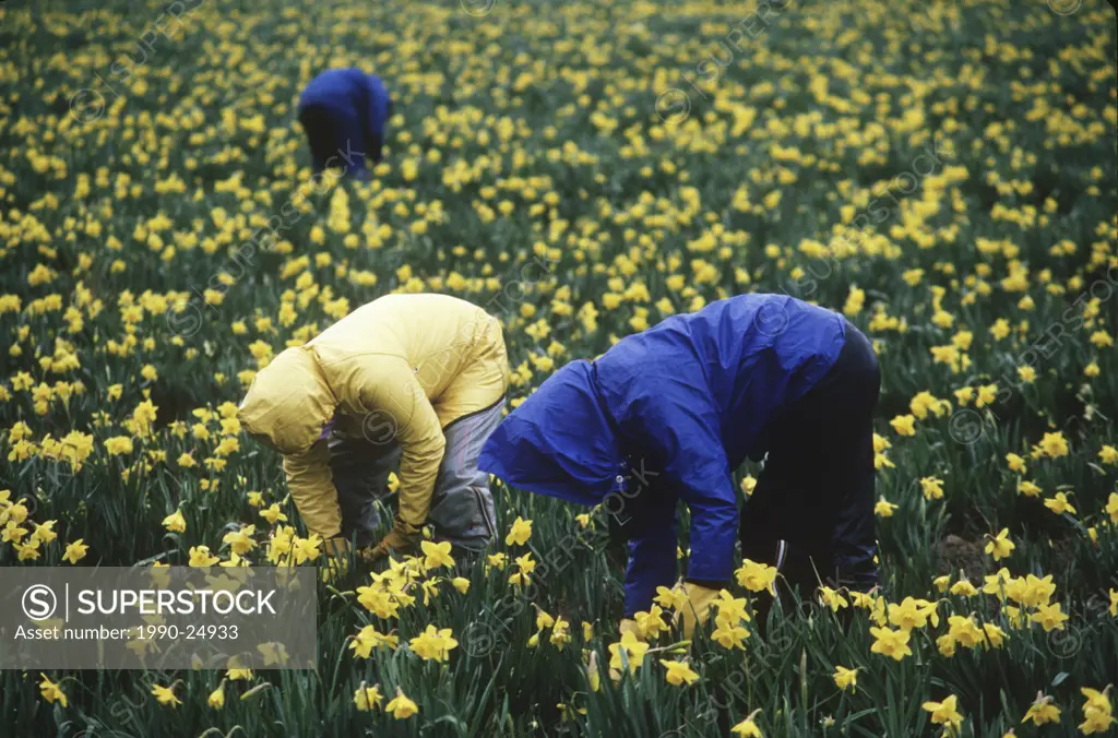 daffodil pickers, Victoria, Vancouver Island, British Columbia, Canada