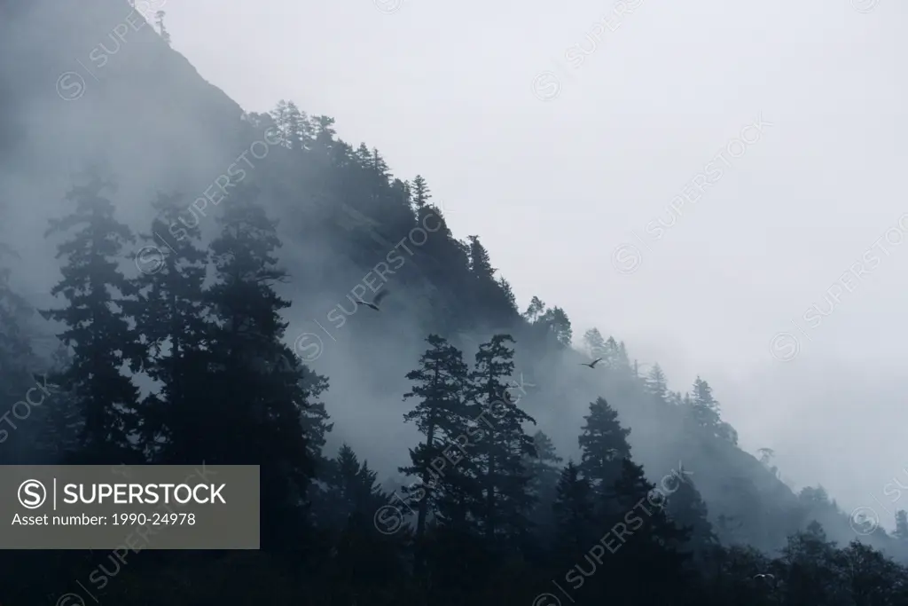 Layered hills in the mist at Goldstream Provincial Park, Victoria, Vancouver Island, British Columbia, Canada