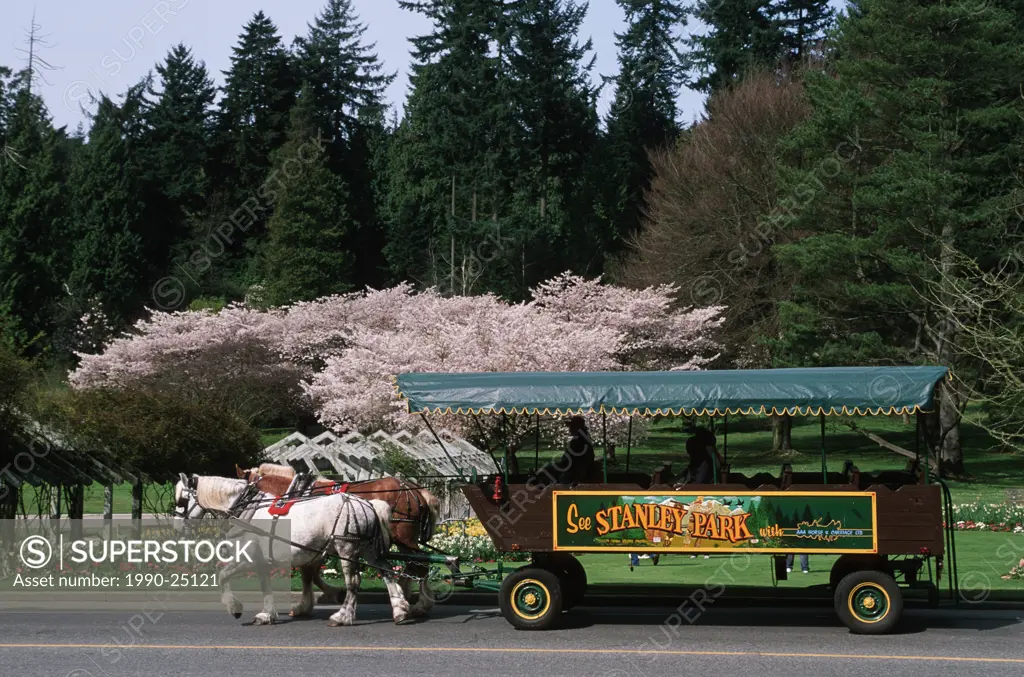 horse drawn wagon in Stanley Park, Vancouver, British Columbia, Canada