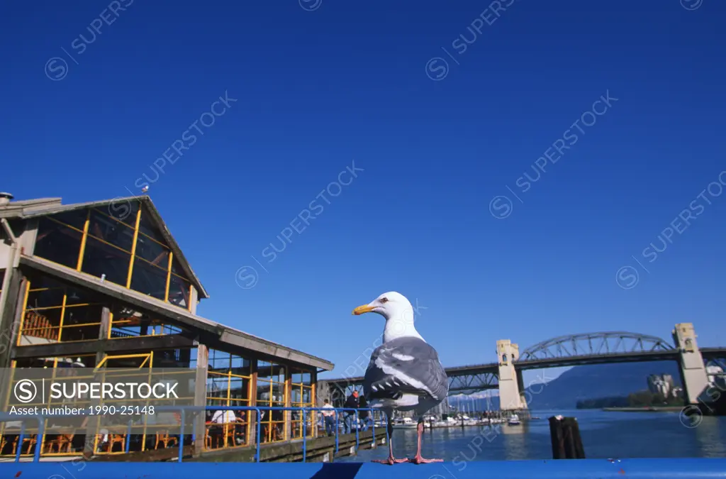 Granville Island market, seagull on rail, Vancouver, British Columbia, Canada