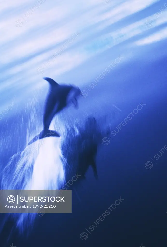 Pacific White sided dolphin leaps water at dusk, motion blur, British Columbia, Canada