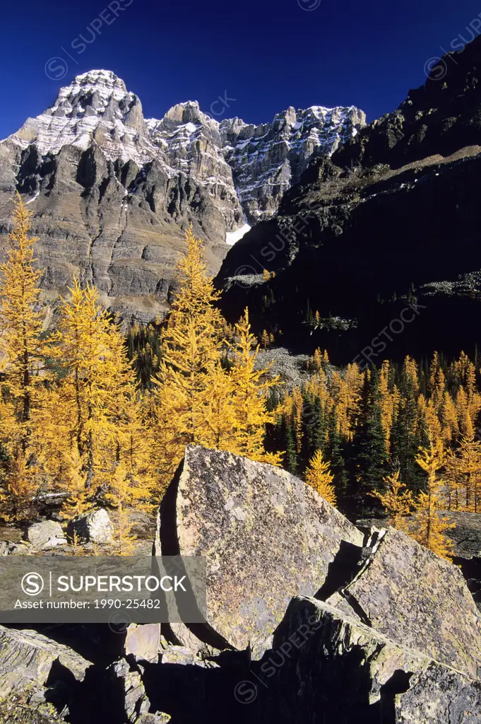 Larch in fall colours, Lake O´Hara, Opabin Prospect and Wiwaxy Peaks, Yoho National Park, British Columbia, Canada