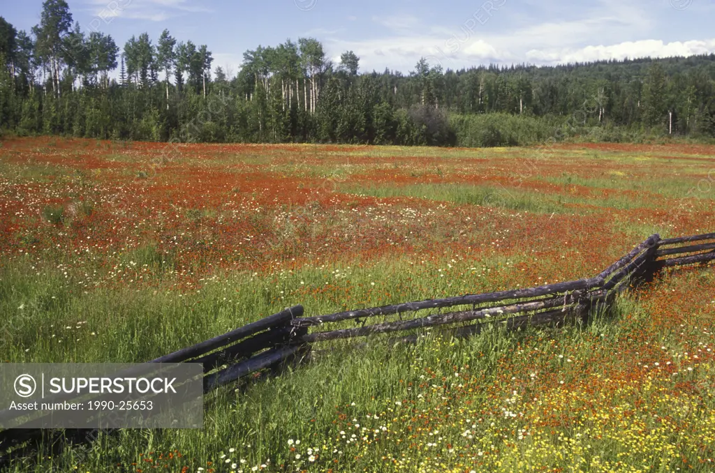 Cariboo landscape, hawk weed field, British Columbia, Canada