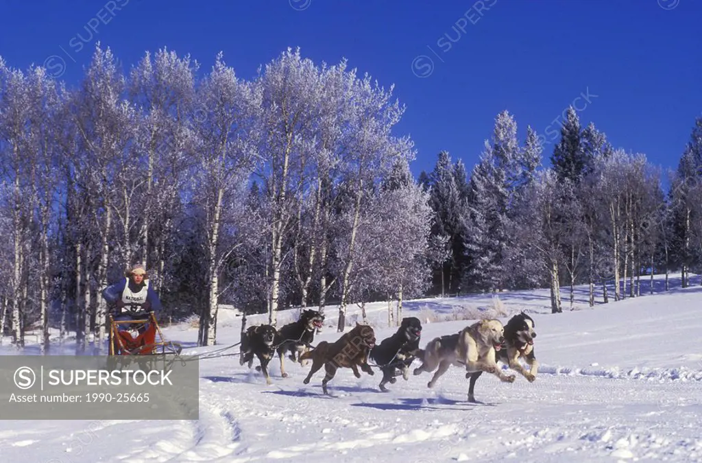 Dogsledding in the Cariboo region of British Columbia, Canada