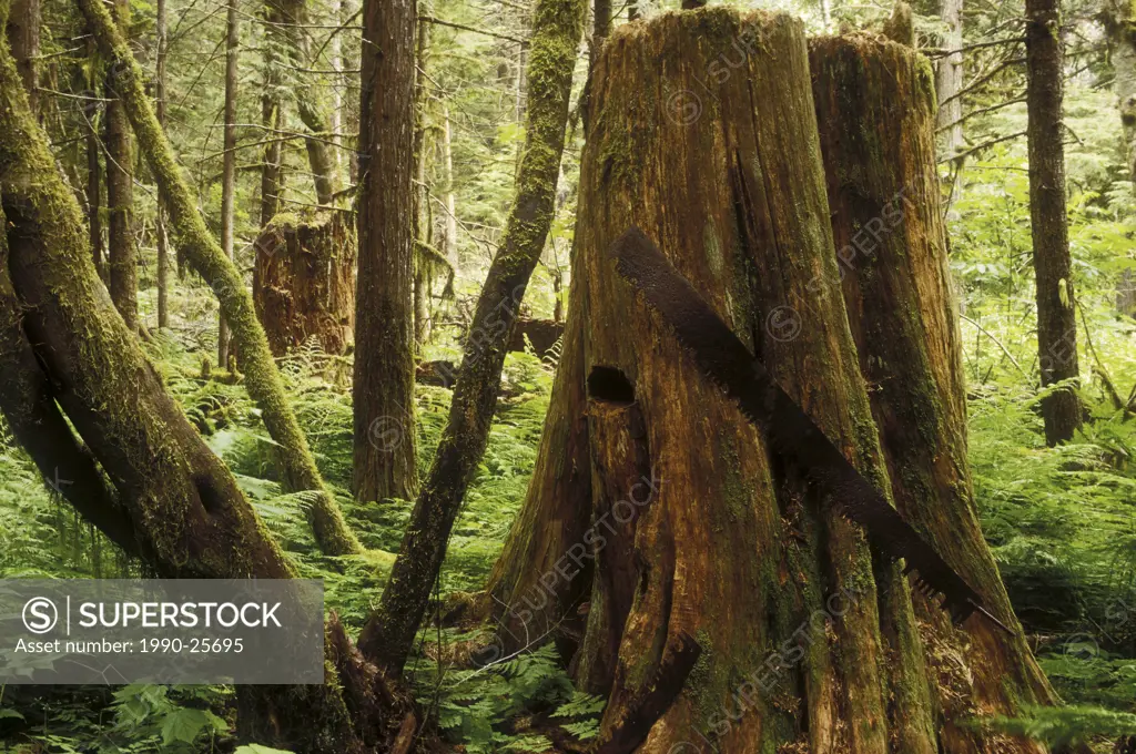 Western Red Cedar stump, Bella Coola Valley, British Columbia, Canada