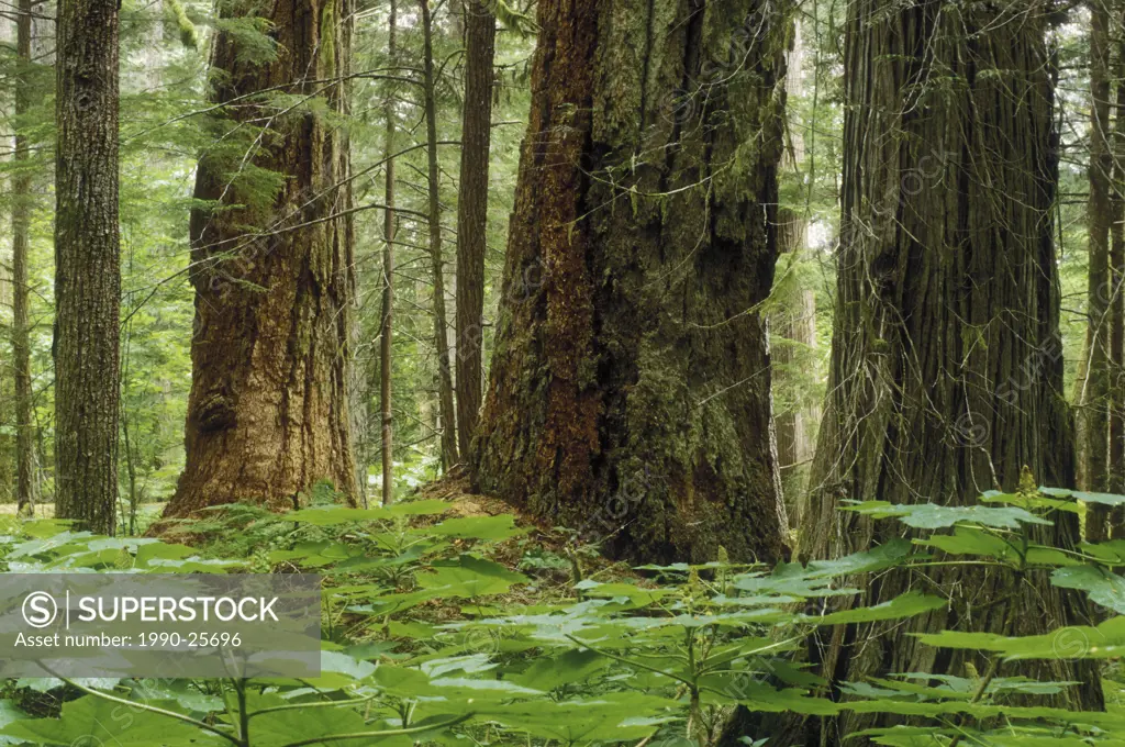 Rain forest, Bella Coola Valley, British Columbia, Canada