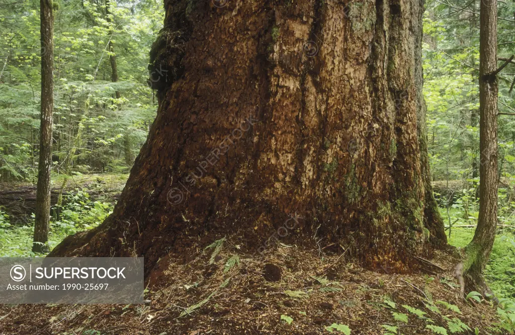 800 year old Western Red Cedar, Bella Coola Valley rain forest, British Columbia, Canada
