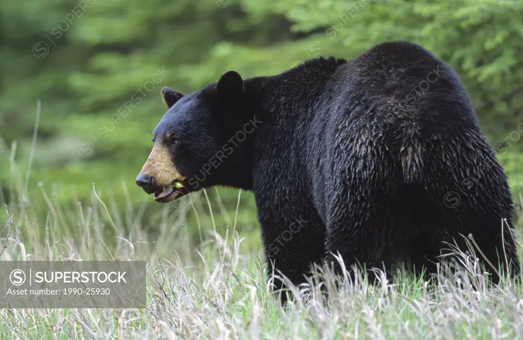 Black bear eating a dandelion, Kootenay National Park, British Columbia, Canada