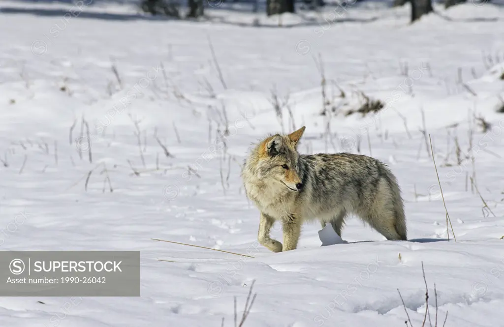 Coyote Canis latrans hunting in winter, British Columbia, Canada