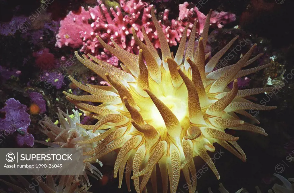 Crimson anemone, Rosedale Reef, Juan de Fuca Strait, Vancouver Island, British Columbia, Canada