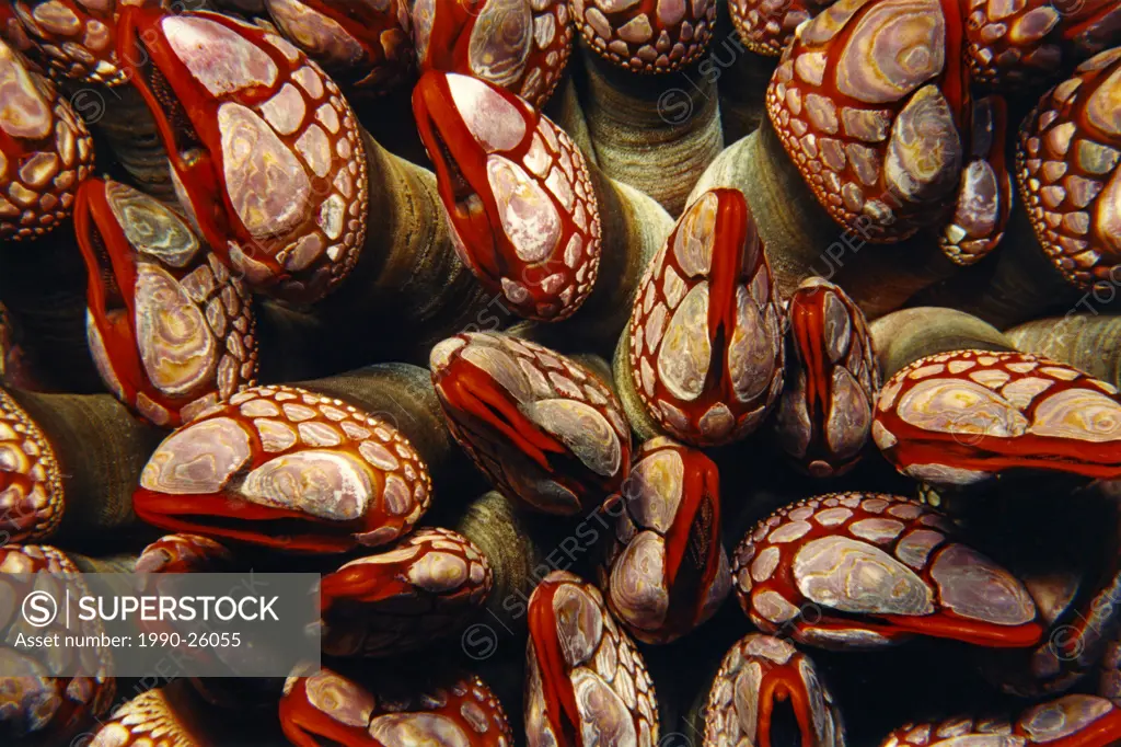 Goose-neck barnacles, Johnson Point, Nakwakto Rapids, Queen Charlotte Sound near Port Hardy, Vancouver Island, British Columbia, Canada