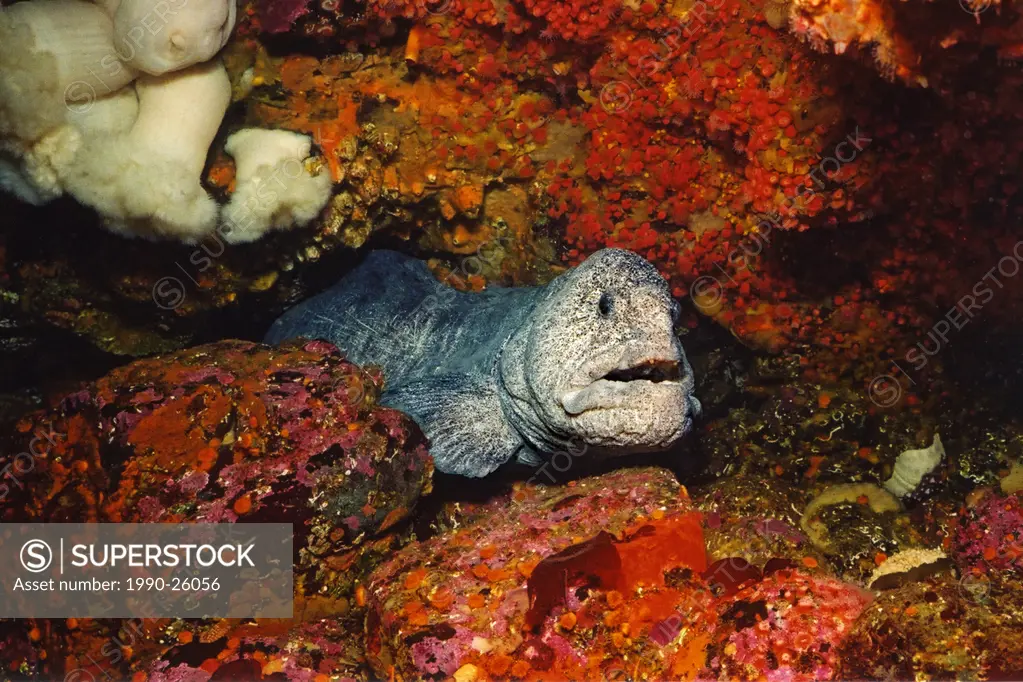 Wolf-eel, Grouse Island, near Campbell River, Vancouver Island, British Columbia, Canada
