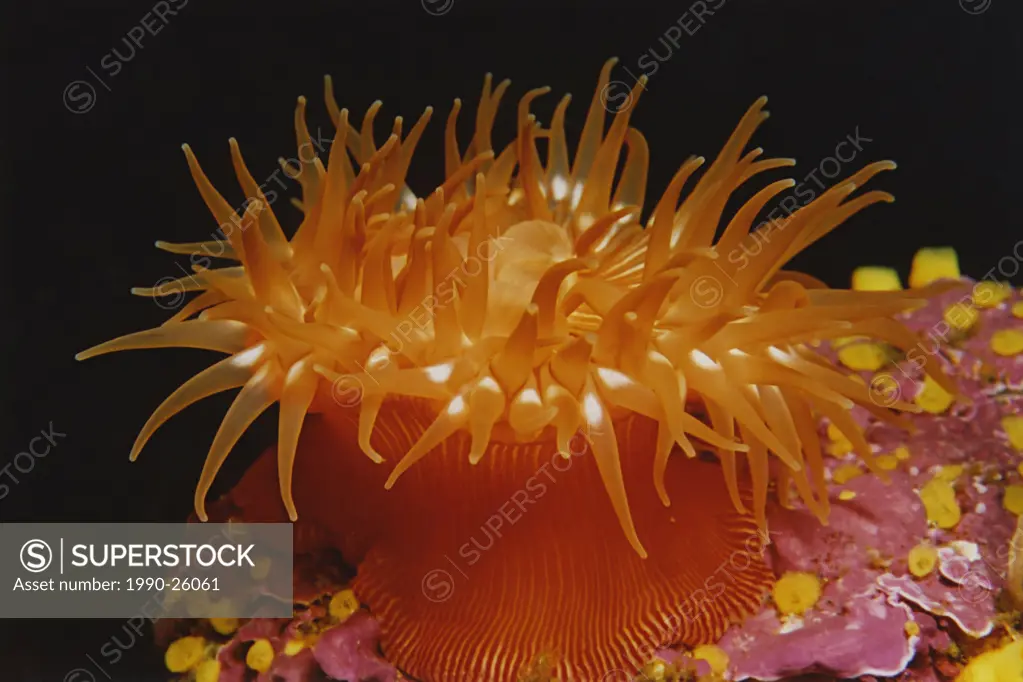 Brooding anemone, Sandford Island, Barkley Sound, Vancouver Island, British Columbia, Canada