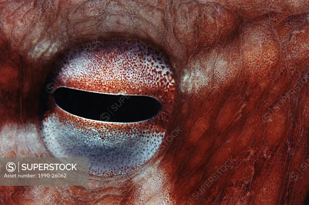 Giant Pacific octopus eye, Mahk Rock, Barkley Sound, Vancouver Island , British Columbia, Canada