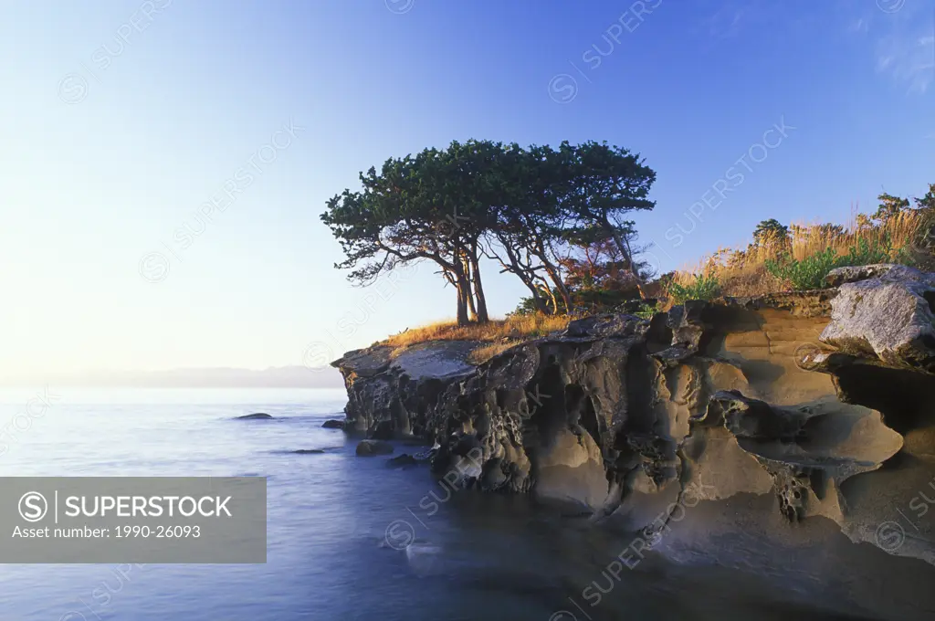 Juniper trees on sandstone islet near Gabriola Island, British Columbia, Canada