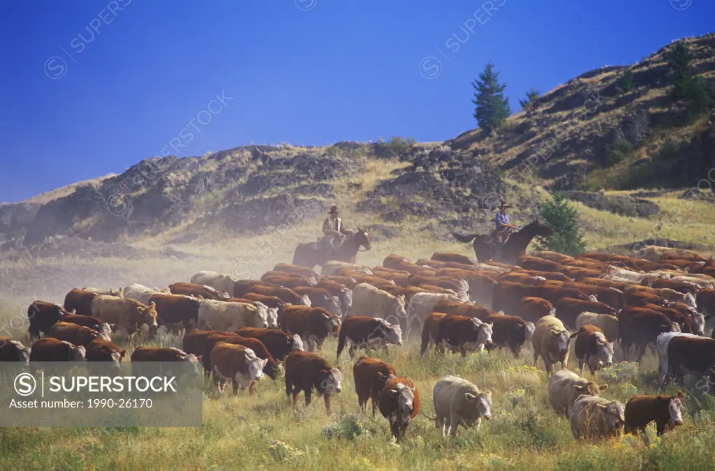 Cattle drive near Merritt, British Columbia, Canada