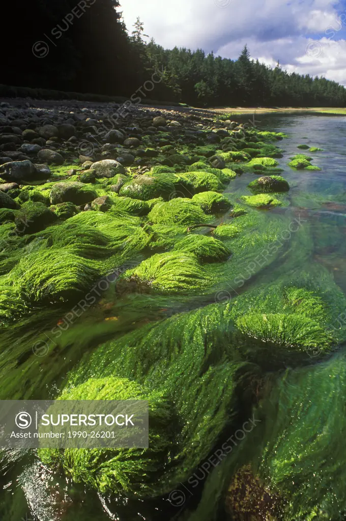 Tlell River, Haida Gwaii, British Columbia, Canada