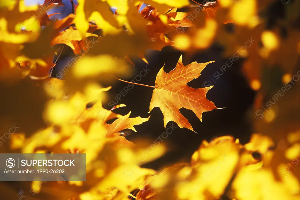 Sugar maple leaves in fall, British Columbia, Canada