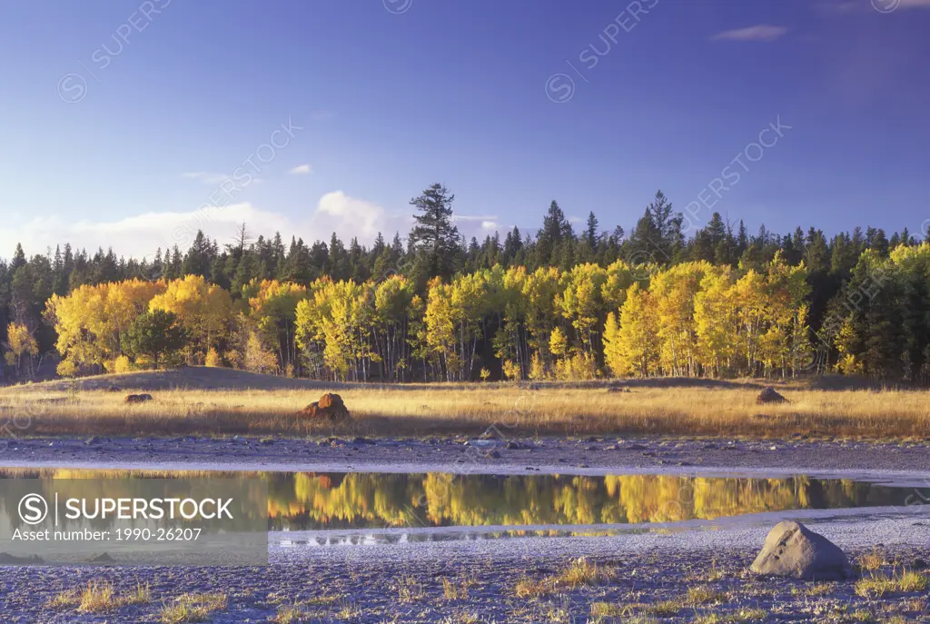 Aspens in fall reflected in lake near 100 mile house, British Columbia, Canada