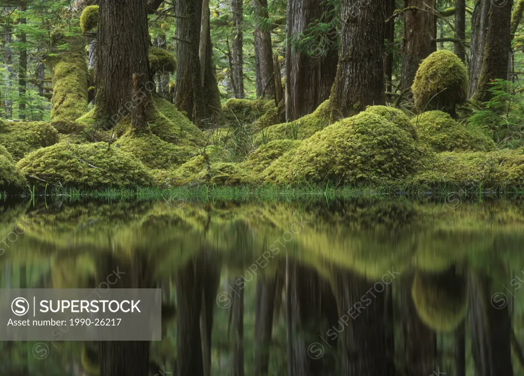 Swamp Forest, Tow Hill Ecological Reserve, Queen charlotte Islands, British Columbia, Canada