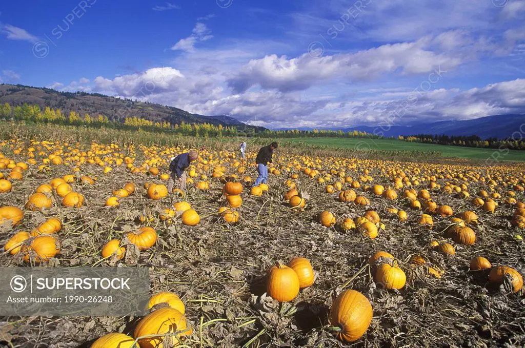 Spallumcheen Pumpkin Patch, North Okanagan, British Columbia, Canada