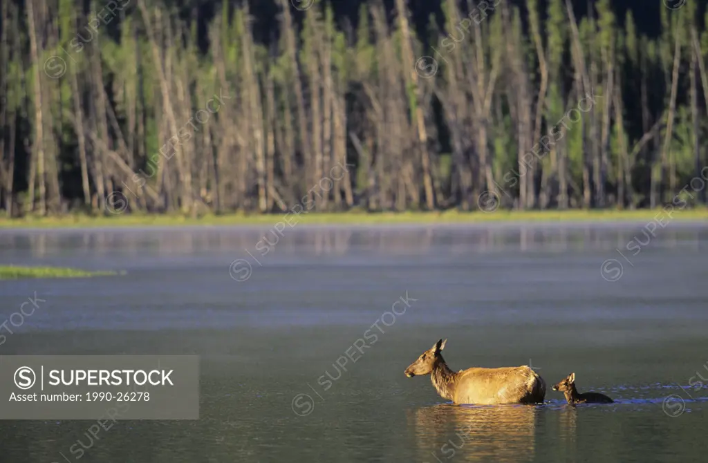 Elk cow and calf, Vermilion Lakes, Banff National Park, Alberta, Canada