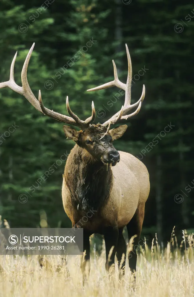 Bull elk covered in dirt after rubbing his antlers on the ground to attract females, British Columbia, Canada