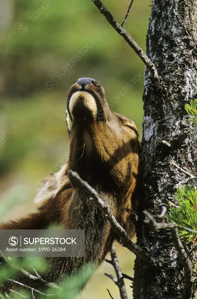 Elk calf rubbing and scratching against a pine tree, British Columbia, Canada