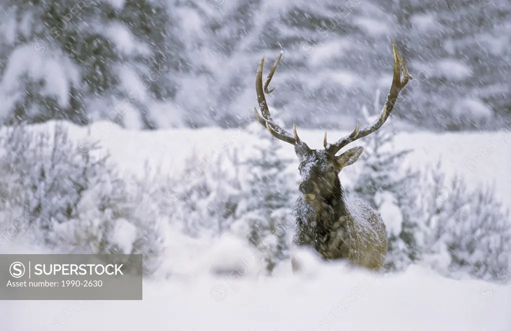 Bull elk in a snowstorm, Canada