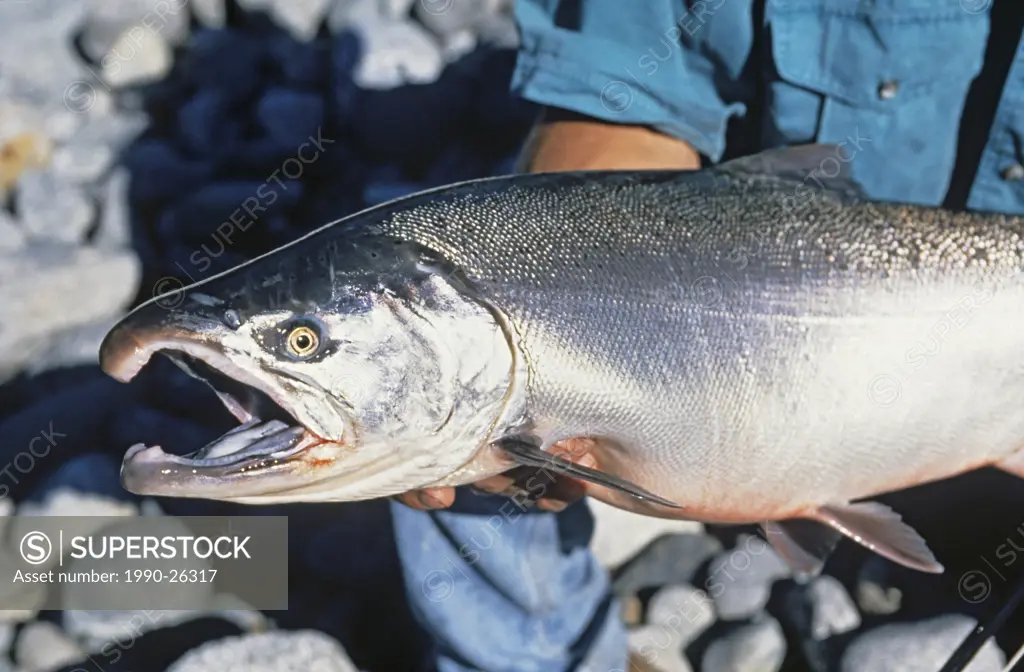 Angler holding Coho salmon, Kitlope river, British Columbia, Canada
