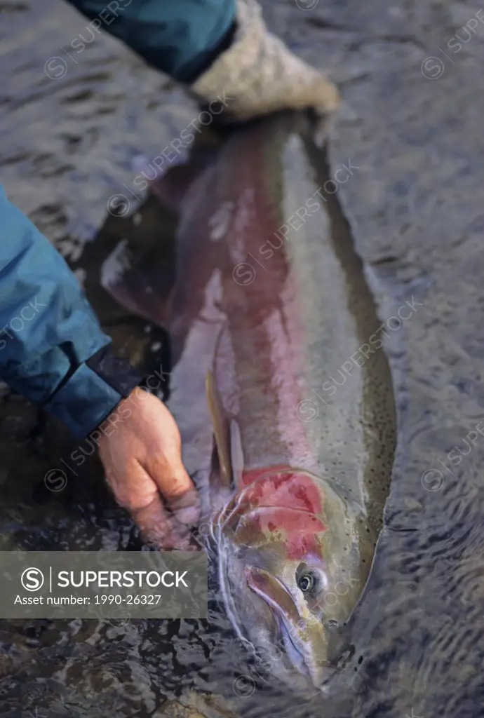 Steelhead prior to release, Bulkley river, British Columbia, Canada
