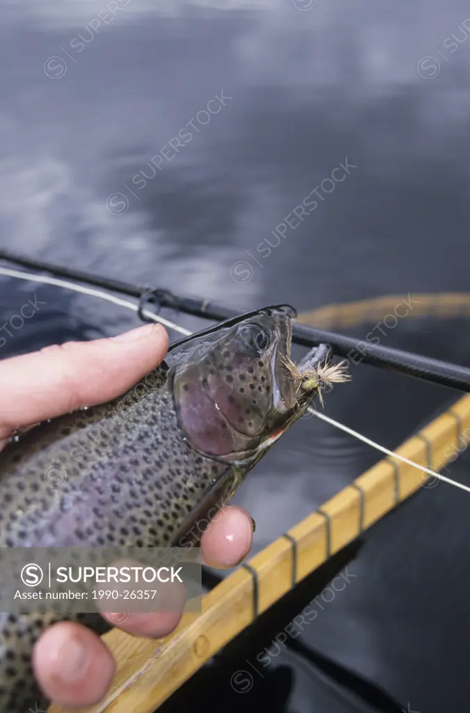 Cutthroat trout prior to release, Llama lake, British Columbia, Canada