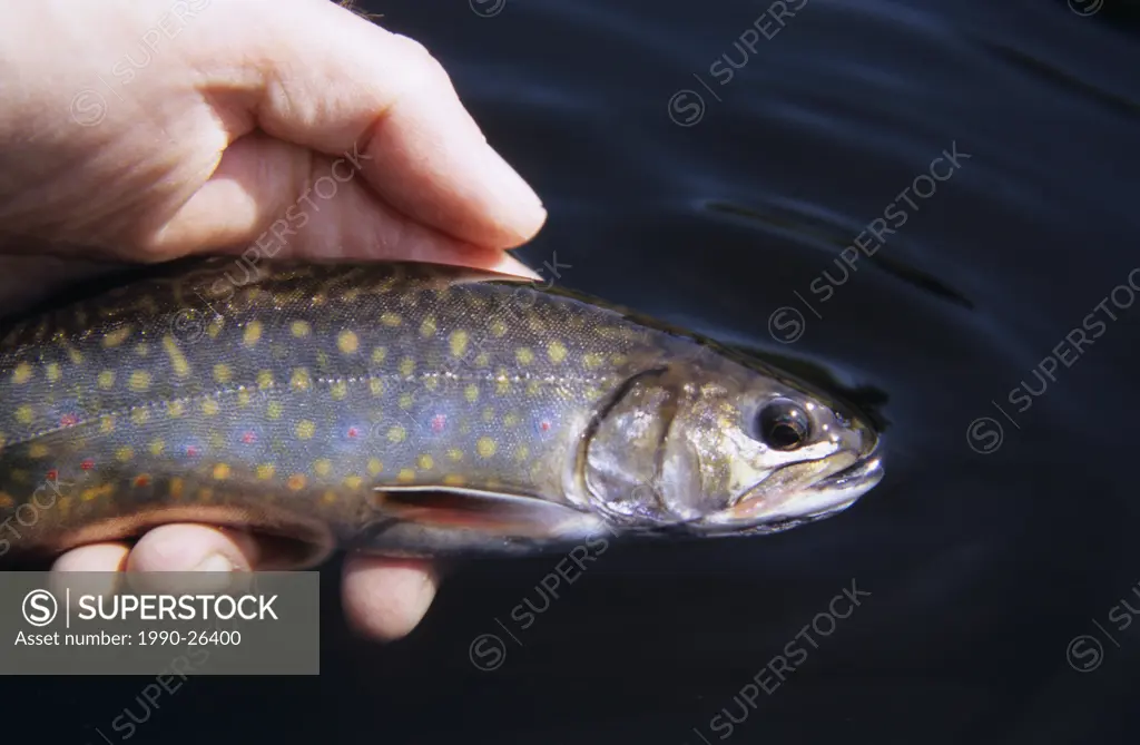 Flyfisherman holding Brook Trout prior to release, Call Lake, Smithers, British Columbia, Canada