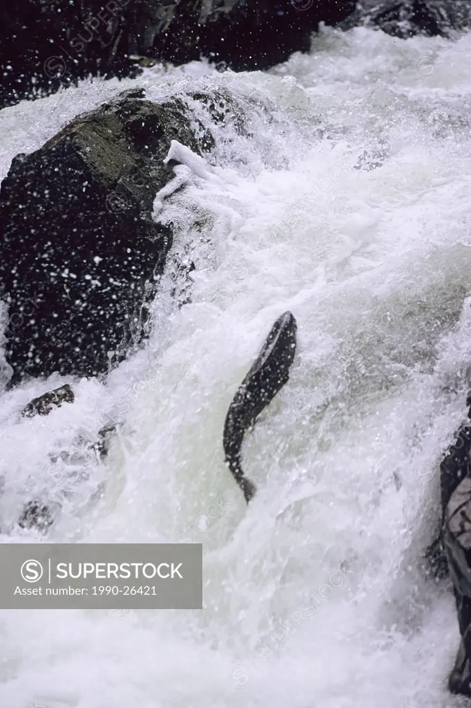 Chinook salmon jumping falls, Kispiox River, British Columbia, Canada